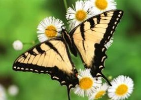Thursday Message and Healing 6 weeks- IN PERSON